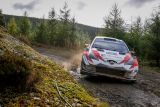 TOYOTA GAZOO Racing sebevědomě vyráží do velšských lesů